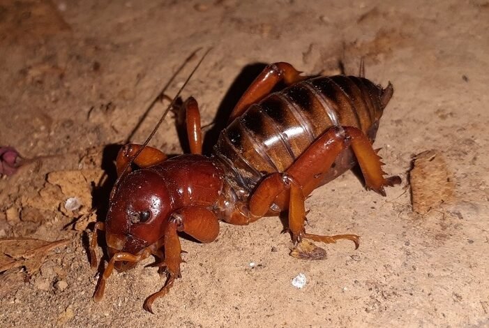 jerusalem cricket